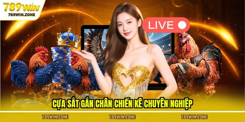 Cựa sắt gắn chân chiến kê chuyên nghiệp